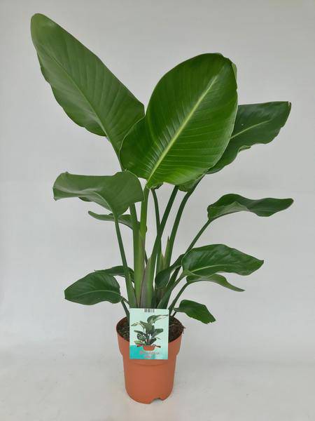 Baum-Strelitzie - Strelitzia Nicolai - Zimmerpflanze - Ø19cm - ↕95cm 