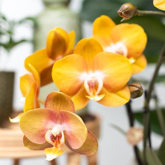 Orange Phalaenopsis-Orchidee Las Vegas im goldenen Groove-Ziertopf - Ø12cm 