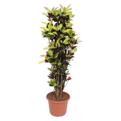 Wunderstrauch – Codiaeum Iceton Croton – Zimmerpflanze ca. 190cm Höhe – Ø45cm – dekorative Pflanze mit bunten Blättern für Wohnzimmer & Büro 