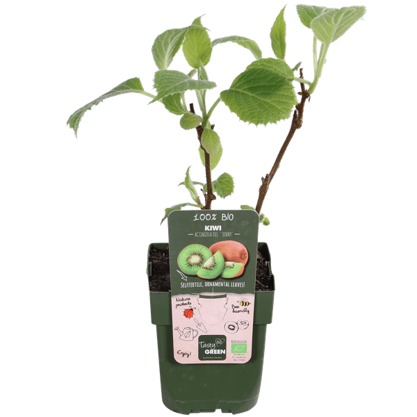 Actinidia delciosioa 'Jenny' - Kiwi - Ø13cm - ↕45cm 