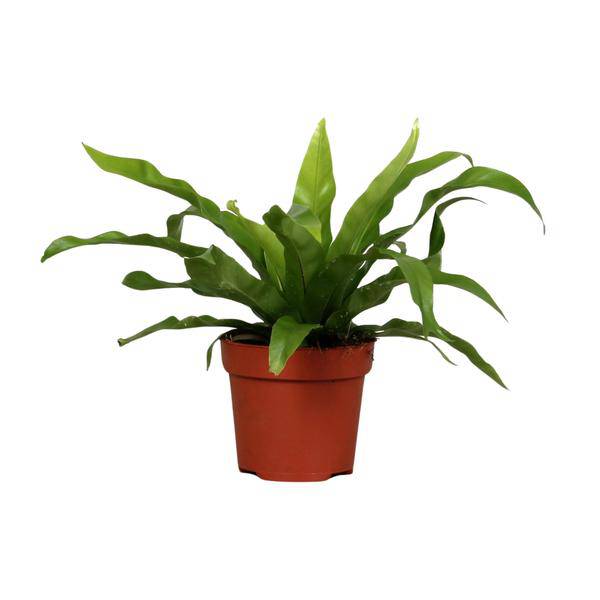 Nestfarn - Asplenium Antiquum - Zimmerpflanze - Ø12cm - ↕25cm 