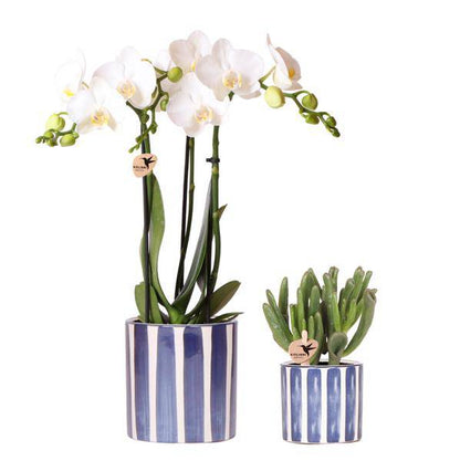 Phalaenopsis Orchidee Amabilis Weiß und Sukkulente Crassula Hobbit im blauen Painted Stripe Topf Ø9cm + Ø6cm - Zimmerpflanze - Pflanzset 