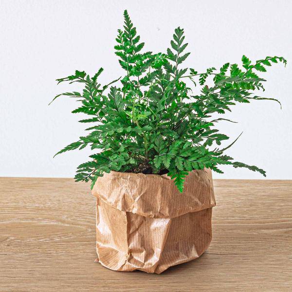 Flaschengarten-Set Dschungel 5 – DIY Pflanzenterrarium mit Coffea, Farn, Palme & Fittonia – Nachfüllpack & Starter-Kit 