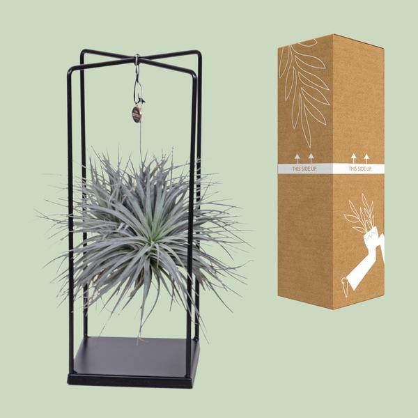 Luftpflanze -Tillandsia Mix - Zimmerpflanze - Ø20cm - ↕20cm 