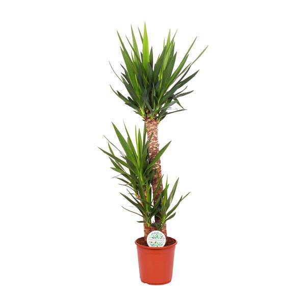 Palmlilie - Yucca Elephantipes - Zimmerpflanze - Ø24cm - ↕125cm 