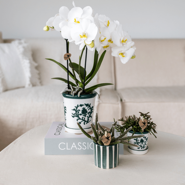 Phalaenopsis Orchidee Amabilis Weiß – Zimmerpflanze Ø9cm – inkl. Malaga Ziertopf Grün – Elegante Orchidee mit 2–3 Blütenstielen – Dekoratives Pflanzenset für Wohnzimmer, Büro & Geschenkidee 