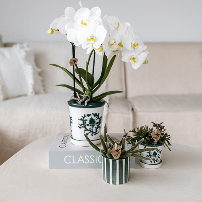 Phalaenopsis Orchidee Amabilis Weiß – Zimmerpflanze Ø9cm – inkl. Malaga Ziertopf Grün – Elegante Orchidee mit 2–3 Blütenstielen – Dekoratives Pflanzenset für Wohnzimmer, Büro & Geschenkidee 