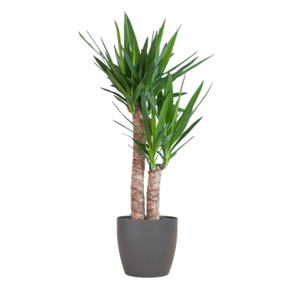 Yucca Elephantipes – Riesen-Palmlilie – Zimmerpflanze – ca. 90cm hoch – Ø21cm – In Übertopf Viber Schwarz – Pflegeleicht & nachhaltig 