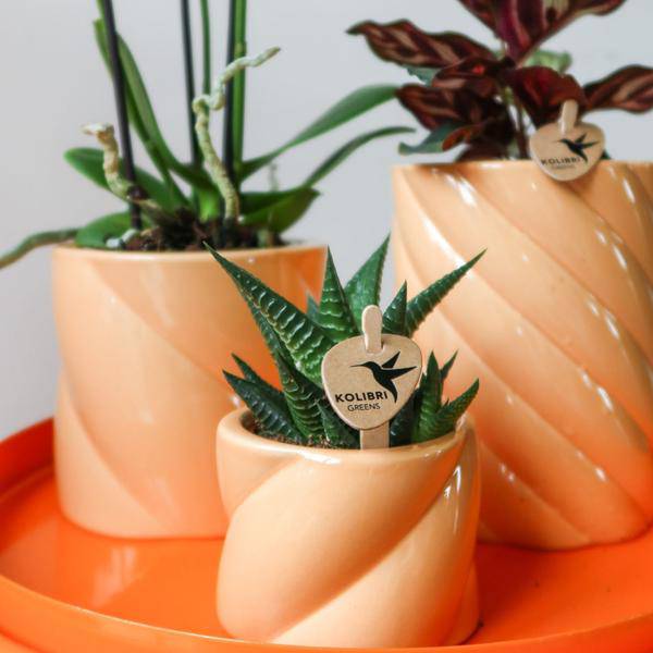 Candy Blumentopf Hoch Pfirsich Ø9cm – Dekorativer Keramiktopf in moderner Form – Pflanzentopf für Orchideen, Grünpflanzen & Sukkulenten – Stilvolle Blumendeko für Wohnzimmer, Küche & Büro 
