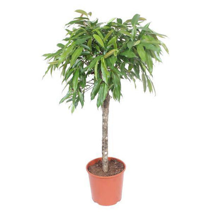 Schmalblättriger Gummibaum – Ficus binnendijkii Amstel King – 140cm – Ø30cm – Zimmerpflanze mit geflochtenem Stamm – Elegante Grünpflanze für Wohnzimmer & Büro 