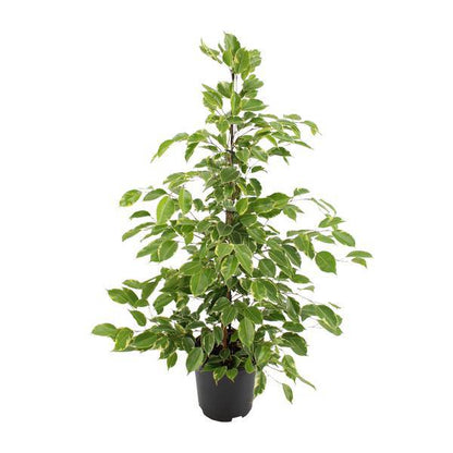 Birken-Feige Ficus benjamina Goldenking – Zimmerpflanze – Ø21cm – Ca. 95cm – Glänzende Blätter – Pflegeleicht – Für Halbschatten & Innenräume 