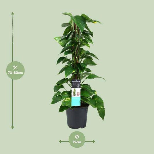 Efeutute - Scindapsus Epipremnum - Zimmerpflanze - Ø19cm - ↕80cm