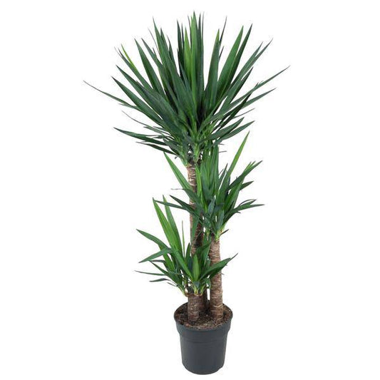 Yucca Elephantipes – Riesen-Palmlilie – Zimmerpflanze – Ø27cm – ↕140cm – Pflegeleicht & Robust – Für Innen & Außen 