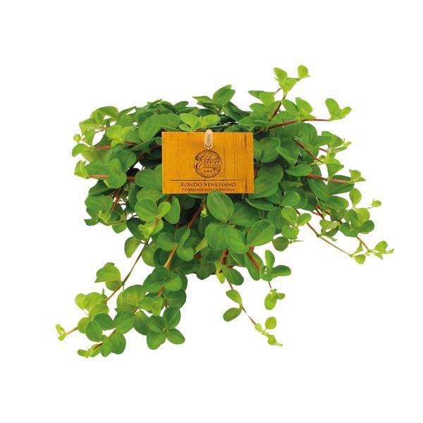 Zwergpfeffer - Peperomia Rotundifolia - Zimmerpflanze - Ø11cm - ↕15cm 