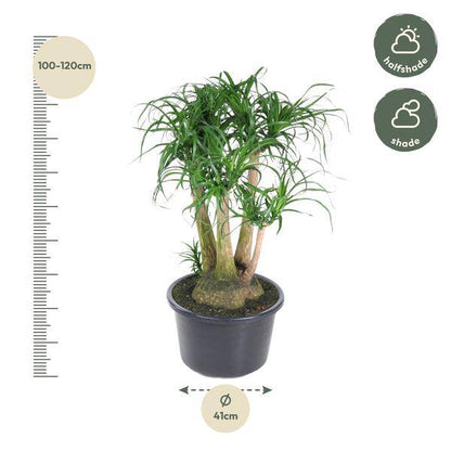 Beaucarnea – Klumpstamm 110cm – Ø41cm – Zimmerpflanze mit exotischem Look – Elefantenfuß mit dickem Stamm & langen Blättern – Pflegeleichte Grünpflanze für Wohnzimmer, Büro & Wintergarten 