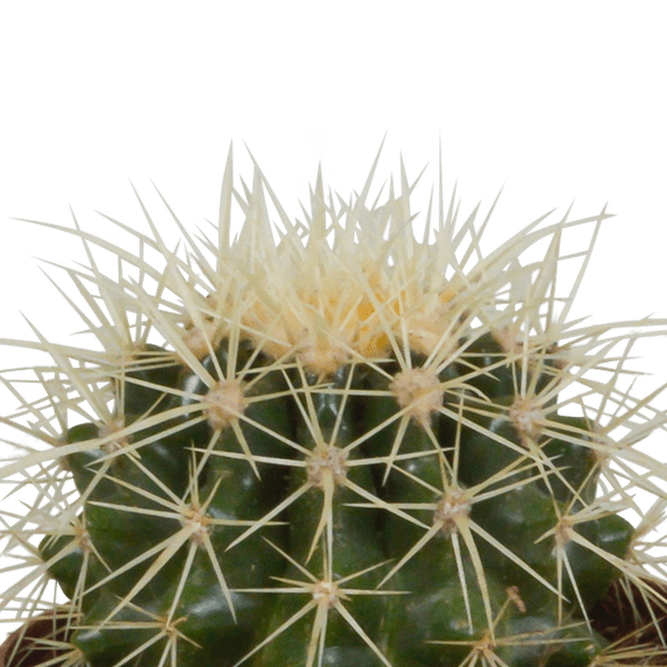 Kaktus - Bolcactus - Mix - Zimmerpflanze - 8,5 cm 