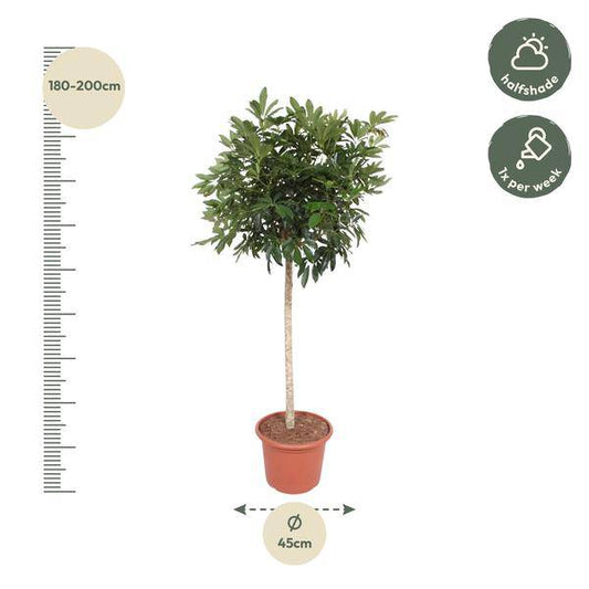 Strahlenaralie – Schefflera Arboricola Compacta – Große Zimmerpflanze 190 cm – Immergrün & Pflegeleicht – Ø45 cm Topf – Ideal für Büro & Wohnzimmer 