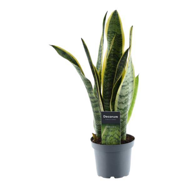 Sansevieria Laurentii – Bogenhanf – Zimmerpflanze – Pflegeleichte Grünpflanze – Luftreinigend – Exotische Blattschmuckpflanze – Ø12cm – ↕45cm 