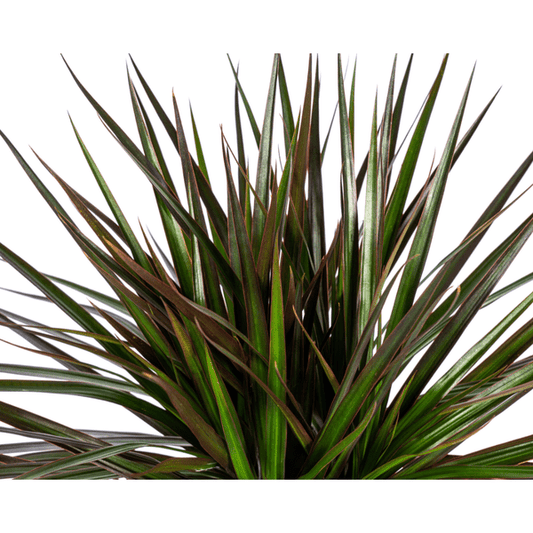 Dracaena Marginata Magenta – Drachenbaum – Zimmerpflanze – Ø17cm – ↕50-70cm – Pflegeleichte Grünpflanze mit roten Blatträndern – Luftreinigende Pflanze für Zuhause & Büro 