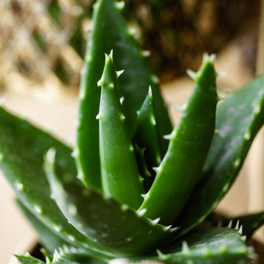 Sukkulente Aloe Brevifolia – Grüne, Stachelige Zimmerpflanze – Ø9cm – Pflegeleicht & Robust – Ideal für helle Standorte ohne direkte Sonne 