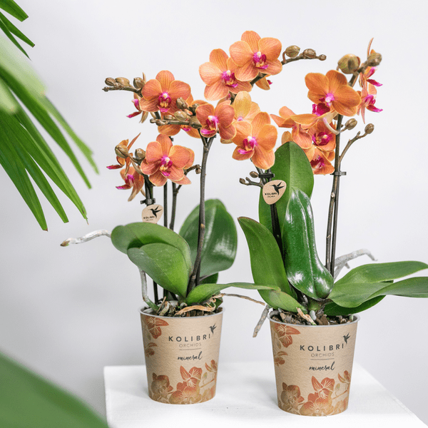 Phalaenopsis Orchideen Bozen Orange – 4 Orchideen – Topfgröße Ø9cm – Zimmerpflanzen Set mit kräftigen Blütenstielen – elegante Orchideen Dekoration 