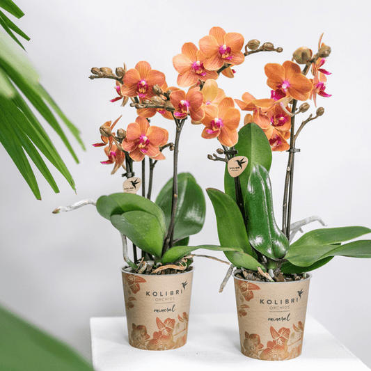 Phalaenopsis Orchideen Bozen Orange – 4 Orchideen – Topfgröße Ø9cm – Zimmerpflanzen Set mit kräftigen Blütenstielen – elegante Orchideen Dekoration 