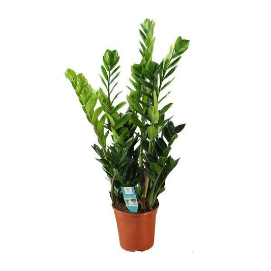 Glücksfeder Zamioculcas – Zimmerpflanze – Ø21cm – ca. 100cm hoch – Luftreinigend & pflegeleicht – Für halbschattige Innenbereiche 