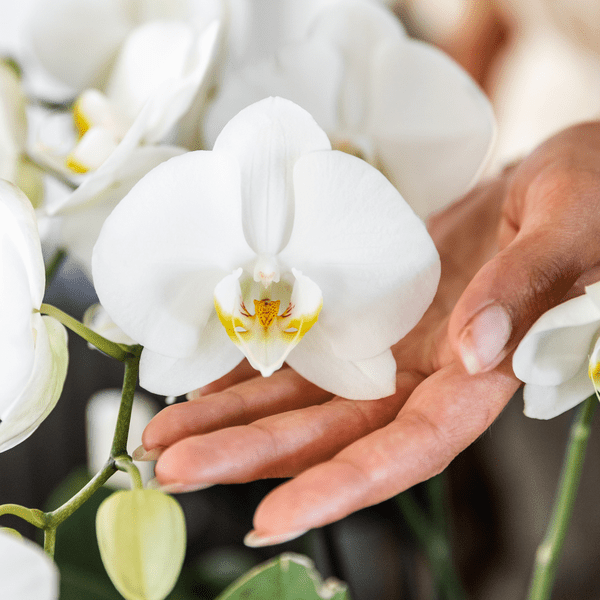 Orchidee Gent Weiß – 4er Set – Zimmerpflanzen mit weißen Blüten – Ø12cm – Frisch vom Bauern – Langlebige Blüte – Elegante Wohnraum-Deko 