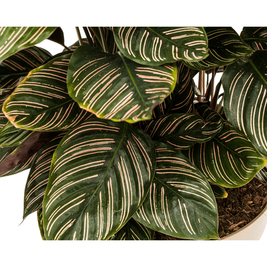 Calathea Ornata Sanderiana – Korbmarante – Zimmerpflanze Ø27cm – ↕60-80cm – Tropische Innenpflanze mit pinken Streifen – Pflegeleicht & dekorativ 