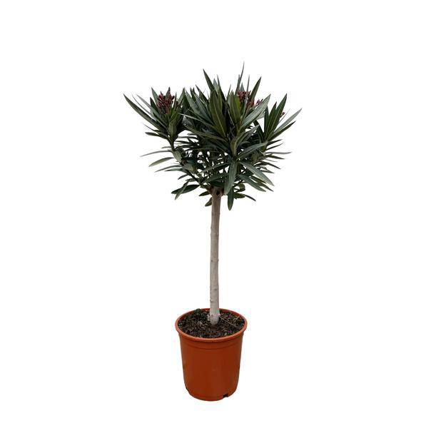 Rosenlorbeer – Nerium Oleander auf Stiel 90cm – Ø22cm – Immergrüne Kübelpflanze mit rosa Blüten – Mediterrane Zierpflanze für Garten, Terrasse & Balkon – Duftend & pflegeleicht 