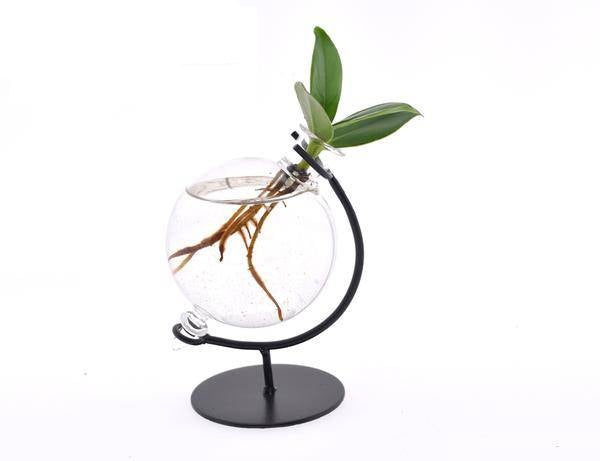 Clusia In Victoria Glas - Ø5cm - ↕10cm 