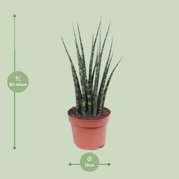 Bogenhanf - Sansevieria Fernholz Mikado - Zimmerpflanze -Ø12cm - ↕40cm 
