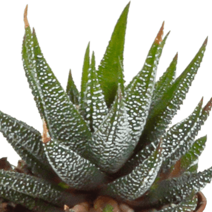 Sukkulente - Gasteria/Haworthia - Mix 5,5cm - Zimmerpflanze - 5 Stück 