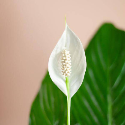 Spathiphyllum Sweet Lauretta – Scheidenblatt – Zimmerpflanze + Topf Viber Grau – ↕80cm – Ø21cm – Friedenslilie mit eleganten weißen Blüten – Pflegeleicht & dekorativ für Innenräume 