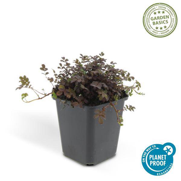 Acaena microphylla 'Kupferteppich' – Braunrotes Stachelnüsschen – Bodendecker Ø9cm ↕10-25cm – Pflegeleicht & winterhart – Für Garten, Wege & Steingärten – 6 Pflanzen 