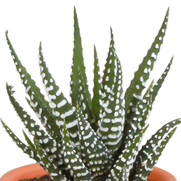 Kakteen und Sukkulenten Mix - 5,5 cm - 15 Stück 