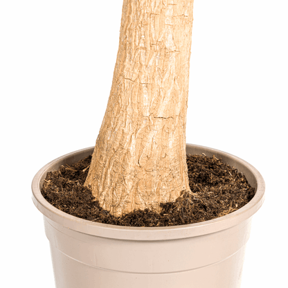 Beaucarnea Recurvata – Elefantenfuß – Ø24cm – ↕80-100cm – Pflegeleichte Zimmerpflanze mit markantem Stamm & eleganten Blättern – Trockenheitsresistent 