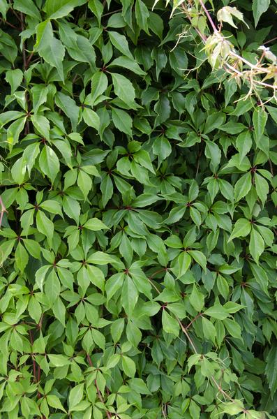 Wilder Wein - Parthenocissus q. var. 'Engelmannii' - Ø15cm - ↕65cm 