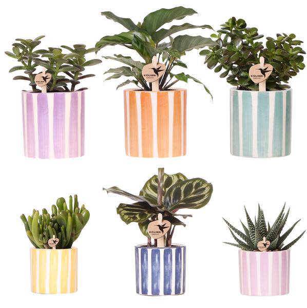 Sukkulenten Mix – 6 Sukkulenten – Zimmerpflanzen in bemalten Stripe Ziertöpfen Ø9cm & Ø6cm – Bunte Pflanzendeko für Tisch, Wohnzimmer & Büro – Pflegeleichte grüne Pflanzen im Keramiktopf 