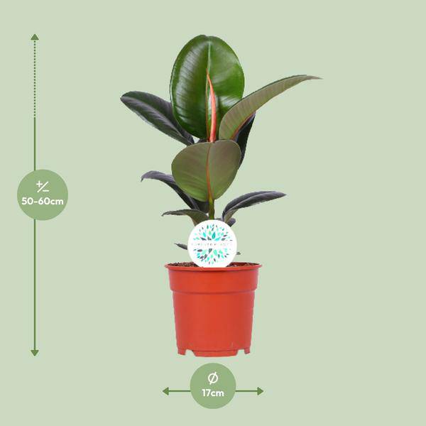 Gummibaum - Ficus Elastica Robusta - Zimmerpflanze - Ø17cm - ↕55cm 