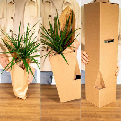 Calathea Ornata – Korbmarante – Zimmerpflanze – Ø19cm x ↕75cm – Dunkelgrüne Blätter mit rosa Streifen – Tropische Pflanze für Wohnräume – Luftreinigend & pflegeleicht 