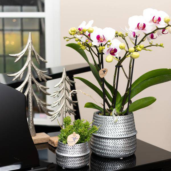 Weiße Phalaenopsis-Orchidee ‘Mineral Gibraltar’ – Blühende Zimmerpflanze – Ø9 cm-Topf – Elegante & langlebige Blüten – Orchidee für Fensterbank & Wohnraum 