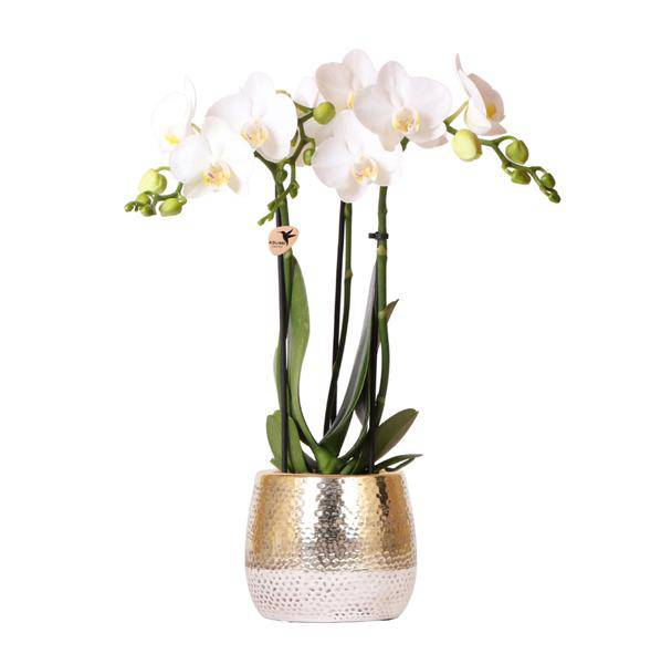 Phalaenopsis Orchidee Weiß - Amabilis + Elite Topf Gold - Topfgröße Ø9cm - 40cm hoch - blühende Zimmerpflanze 