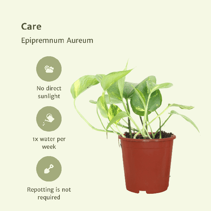 Efeutute - Epipremnum Aureum Scindapsus - Zimmerpflanze - Ø12cm - ↕20cm - 4 Stück 