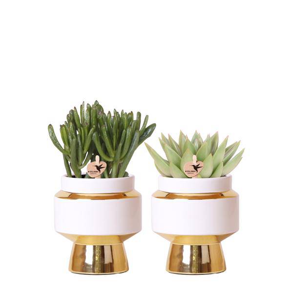 Sukkulenten 2er-Set in eleganten Le Chic Keramiktöpfen – Ø9 cm – Pflegeleichte Grünpflanzen – Weiß mit goldenen Details – Dekoratives Pflanzen-Set für Zuhause & Büro 
