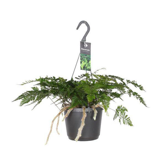 Tarantelfarn – Humata Tyermannii – Bärenfußfarn – Ø17cm ↕20–30cm – Zimmerpflanze – Pflegeleicht – Halbschatten – Luftreinigend – Exotisches Farngewächs 