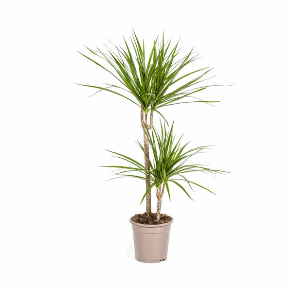 Dracaena Marginata Green – Drachenbaum – Ø19cm – ↕70-90cm – Schlanke Zimmerpflanze mit dunkelgrünen Blättern – Pflegeleicht & luftreinigend 