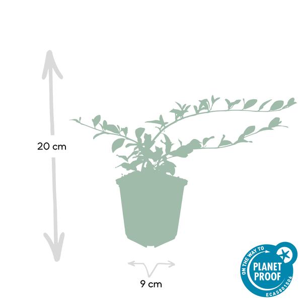 Cotoneaster dammeri – Teppich-Zwergmispel – Ø9cm – ↕10-25cm – 6 Pflanzen – Winterharter Bodendecker mit Blüten & Beeren 