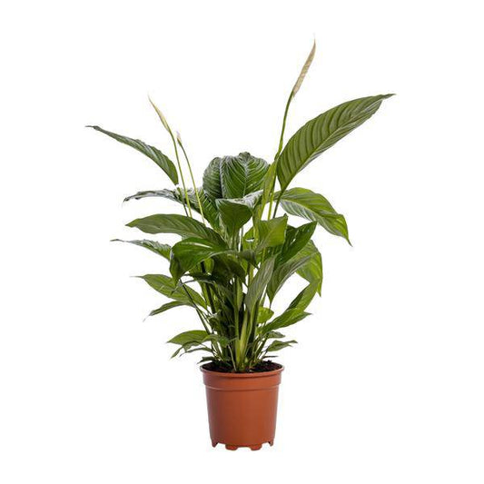Einblatt - Spathiphyllum Bingo Cupido - Zimmerpflanze - Ø19cm - ↕80cm 