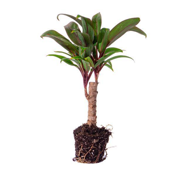 Mini-Palme Cordyline fruticosa Purple Compacta – Terrarienpflanze – Ø6cm – Kompakte Keulenlilie mit violettem Laub – Pflegeleicht & dekorativ 